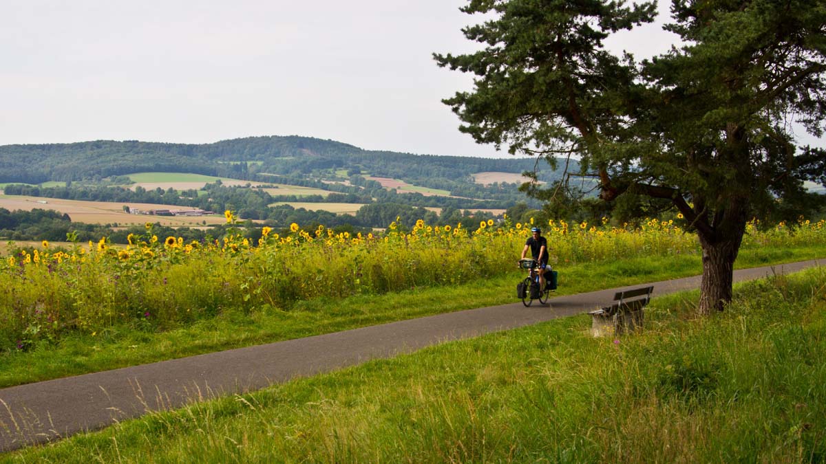 Sonnenblumenfeld in Nordhessen Radfahren